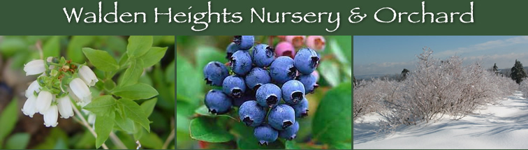 Blueberries