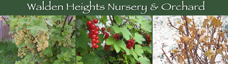 Currants
