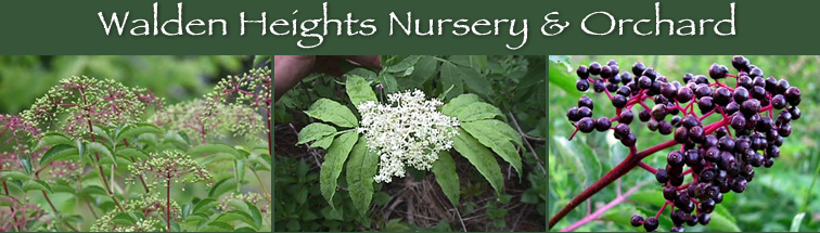 Elderberries