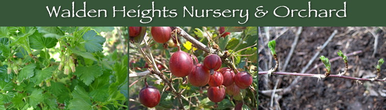 Gooseberries