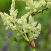 Walden Rhubarb - Image 3
