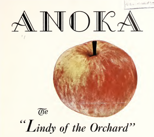 Anoka Apple - Image 2