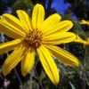 Jerusalem Artichoke - Image 3
