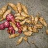 Jerusalem Artichoke - Image 2