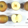 Ashmead's Kernel Apple - Image 2
