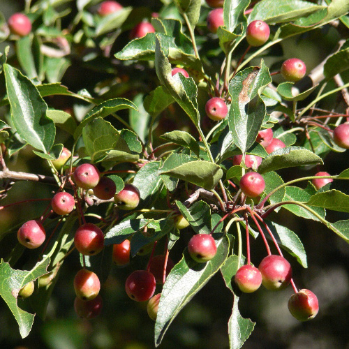 malus baccata apple rootstock | Walden Heights Nursery & Orchard