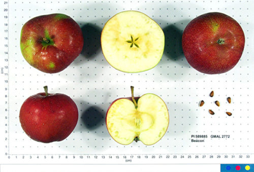 Beacon Apple - Image 2