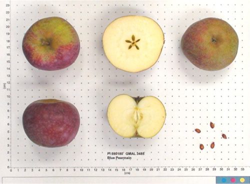 Blue Pearmain Apple - Image 2