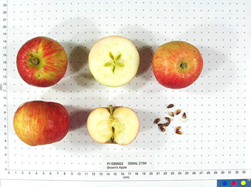 Brown's Apple - Image 2