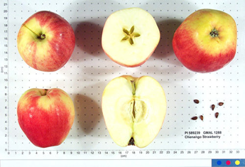 Chenango Strawberry Apple - Image 2