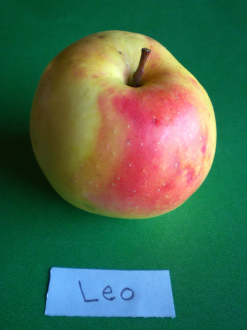 Leo Apple - Image 2