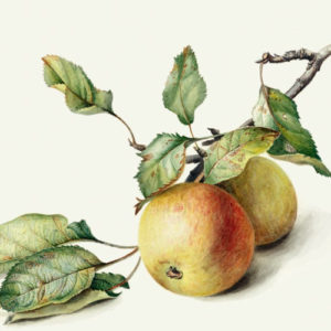 Apple Trees - New Grafts