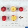 Dolgo Crabapple Seedling - Image 2
