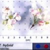 Dolgo Crabapple Seedling - Image 3