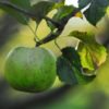 Antonovka Rootstock