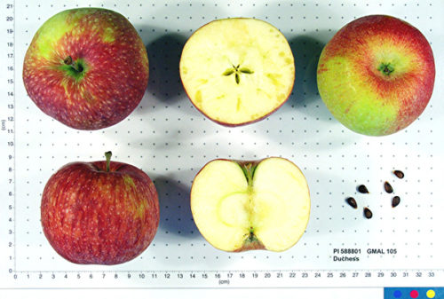 Duchess of Oldenburg Apple - Image 2
