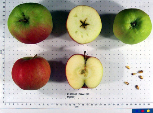 Dudley Winter Apple - Image 2
