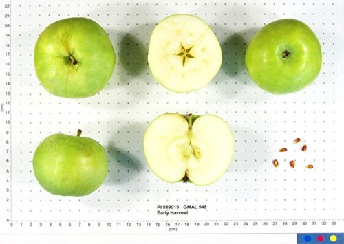 Early Harvest Apple - Image 2
