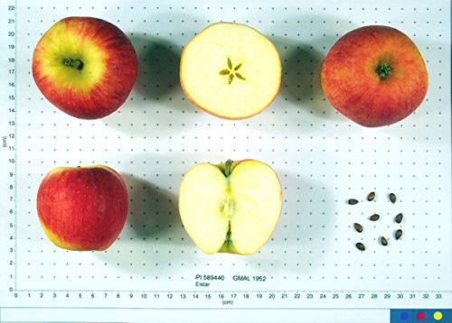 Elstar Apple