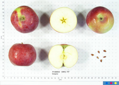 Empire Apple - Image 2