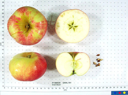 Erwin Bauer Apple - Image 2