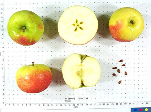 Gideon Apple