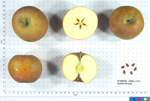 Golden Russet Apple - Image 2