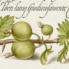 Pixwell Gooseberry - Image 3