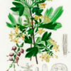 Pixwell Gooseberry - Image 2