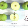 Greensleeves Apple - Image 2