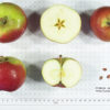 Hardy Cumberland Apple - Image 2