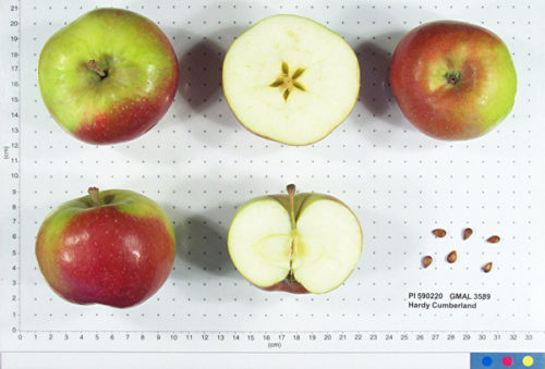 Hardy Cumberland Apple - Image 2