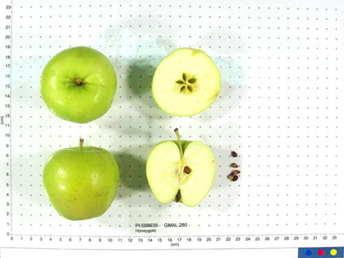 Honeygold Apple - Image 2