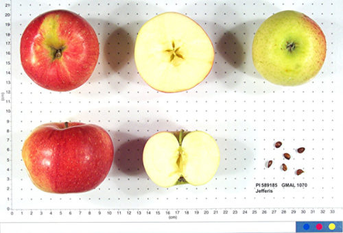 Jefferis Apple