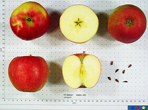 Jonagold Apple - Image 2