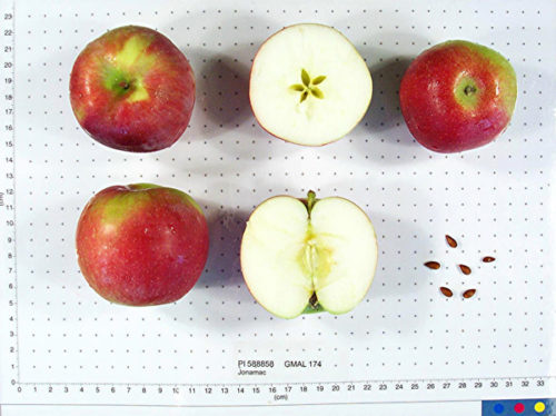 Jonamac Apple