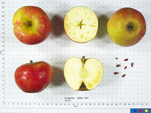 Karmijn De Sonneville Apple - Image 2