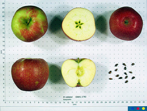 Keepsake Apple - Image 2