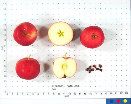 Kerr Crab Apple
