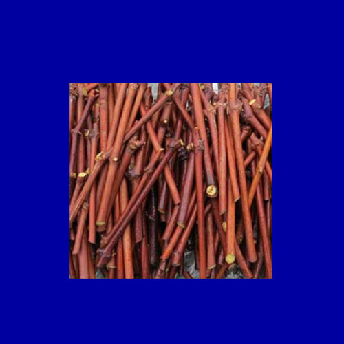 Sabrevois Grape Cuttings