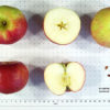 Lakeland Apple