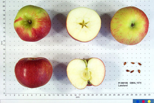 Lakeland Apple