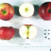 Lobo Apple - Image 2