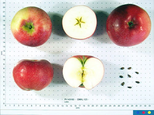 Lobo Apple - Image 2