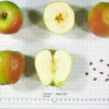 Malinda Apple - Image 2
