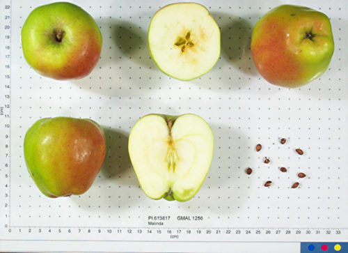Malinda Apple - Image 2