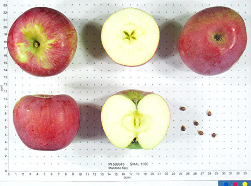 Manitoba Spy Apple