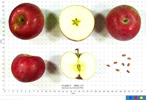 Mcintosh Summerland Red Apple - Image 2