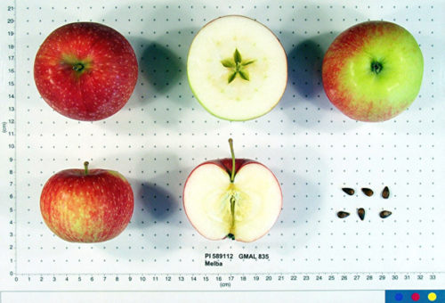 Melba Apple - Image 2