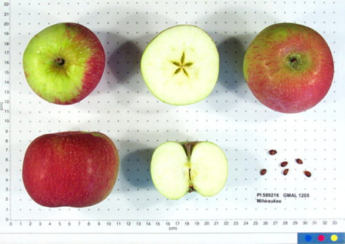 Milwaukee Apple - Image 2